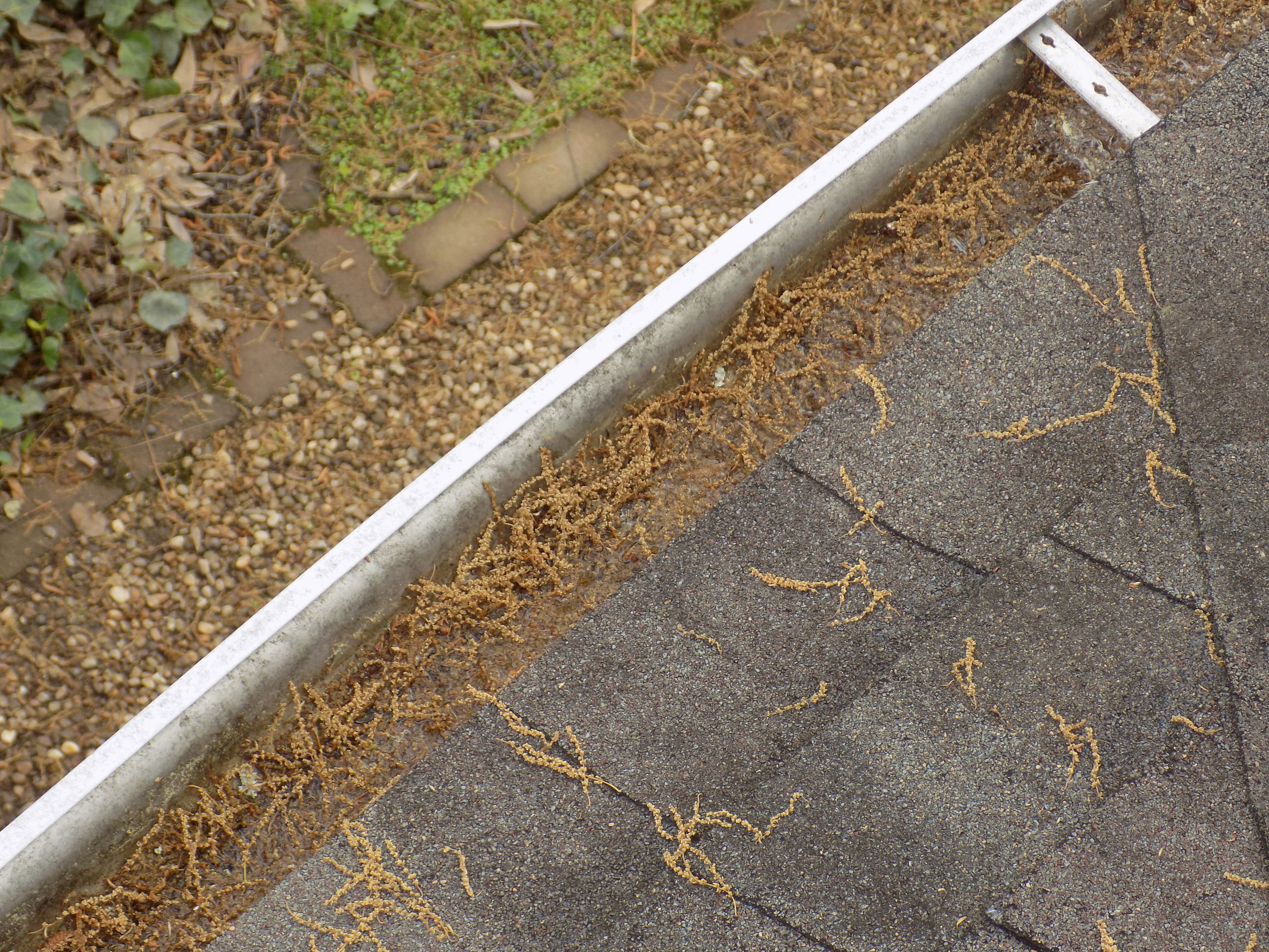 clogged gutters